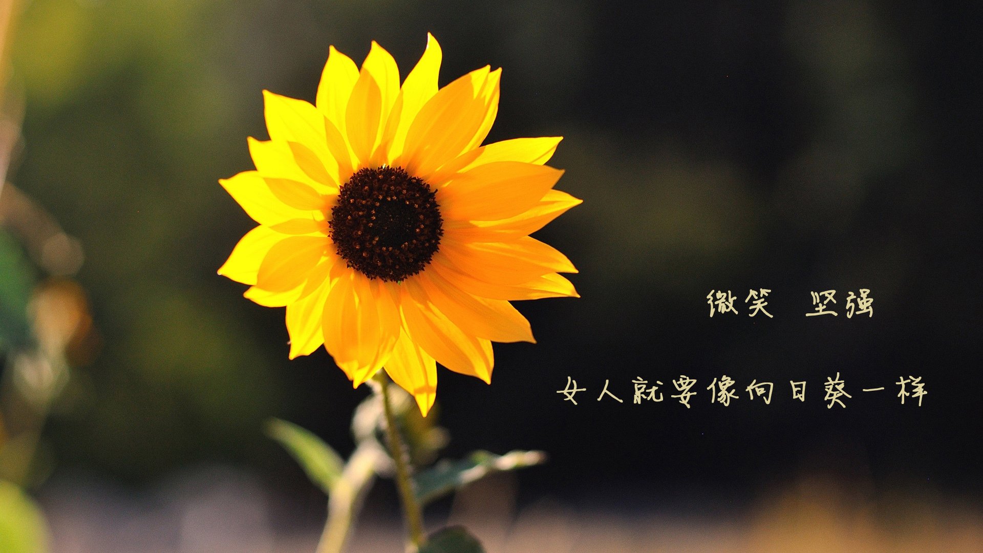 体育场馆绿色改造项目，体育场馆绿色改造项目名称