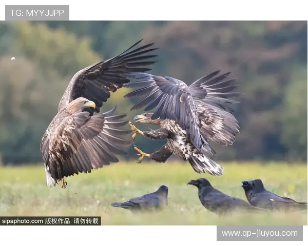 _老鹰快攻犀利，精彩对决不断_，老鹰秒训