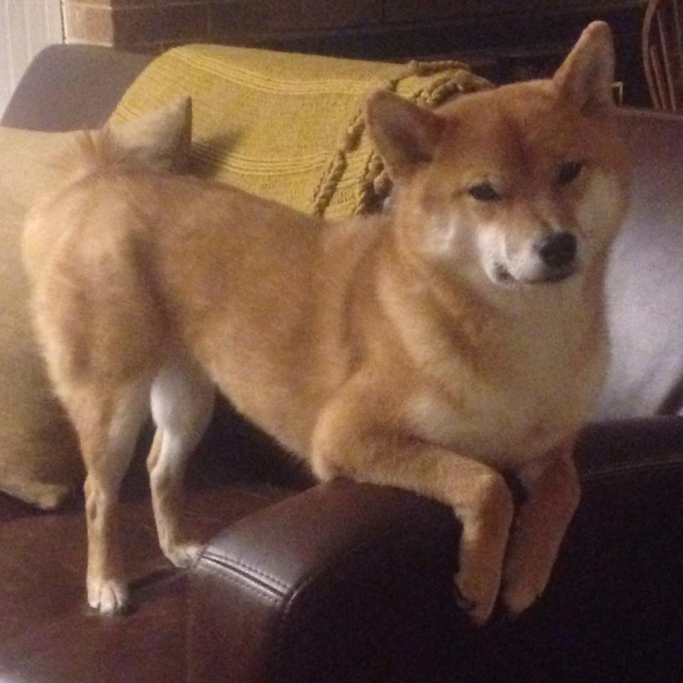 九游娱乐APP-德甲球队构建跨语种语义库提升多国球员战术理解效率